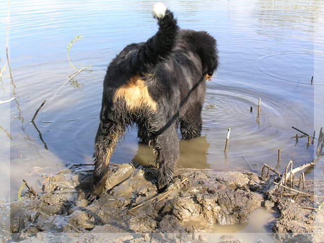berno zenenhundo suniukas  Gabana matuoja upes gylį