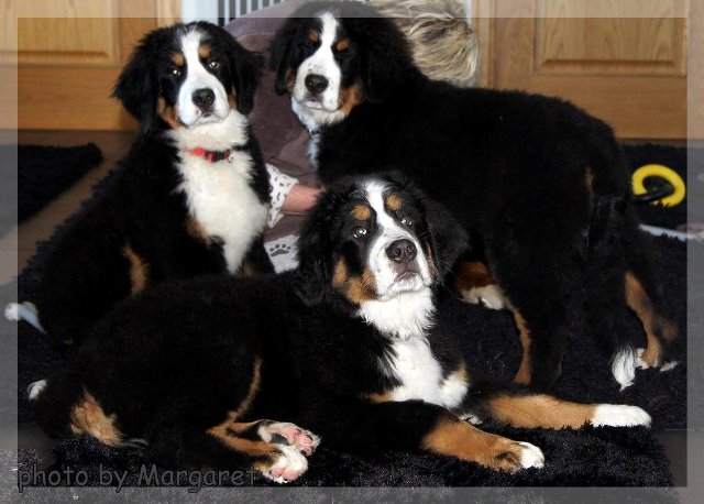 berno zenenhundų šuniukai De Luxe Amour, Dazzler ir Darwin