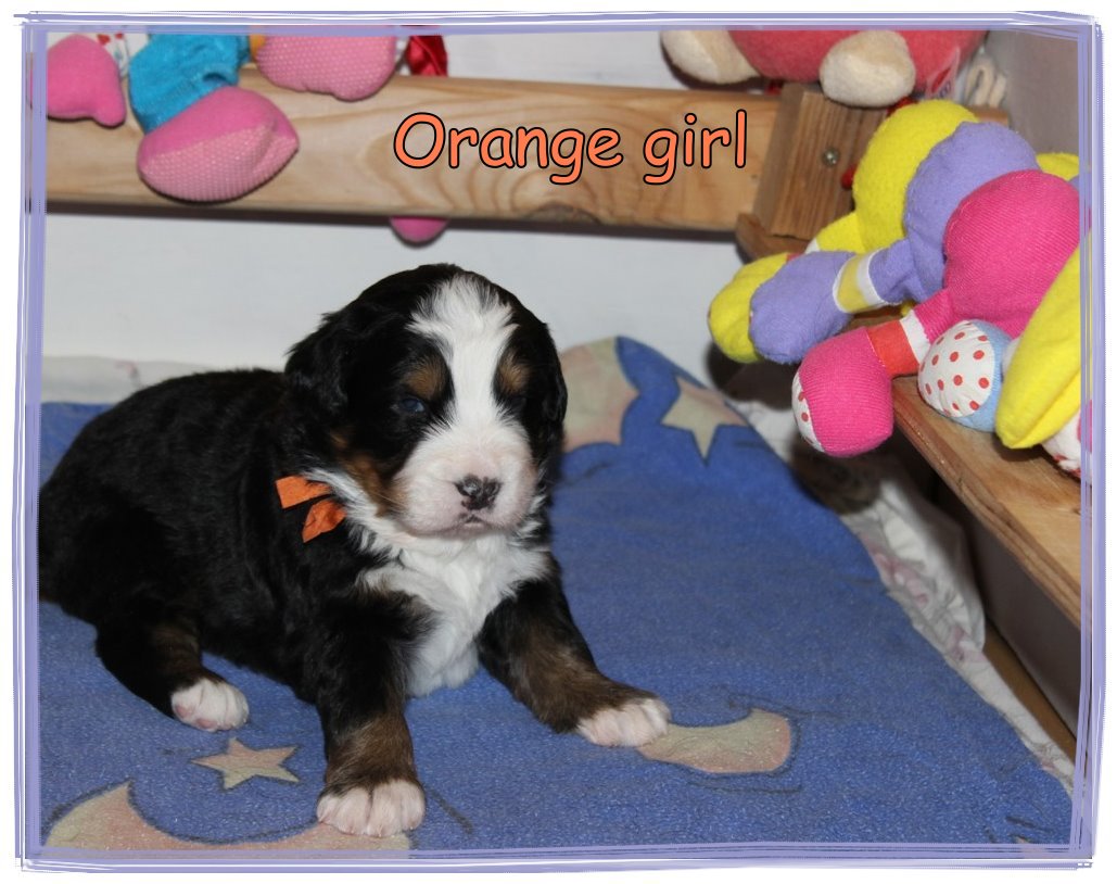 berno zenenhundų šuniukas-orange mergytė